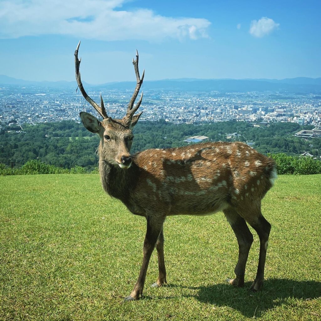 若草山からの景色、鹿とともに